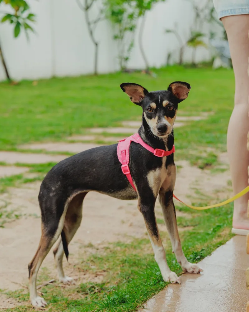 Pet do lar com peitoral rosa