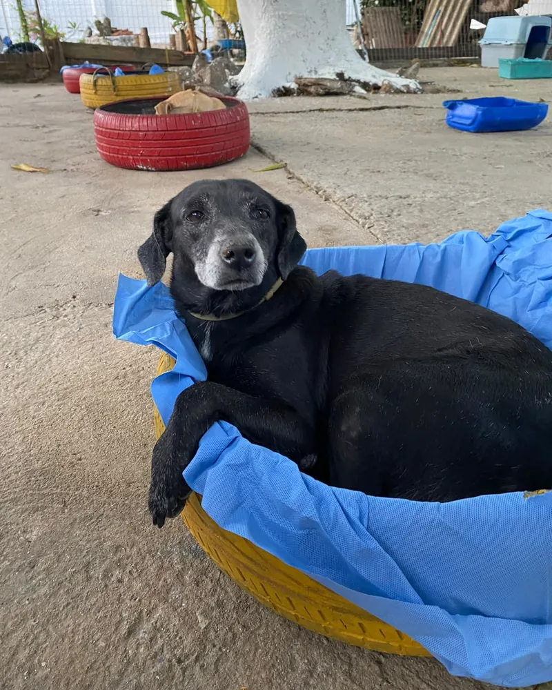 Pet preto deitado em uma cama de pneu no lar